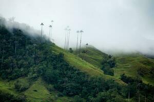 se av de skön moln skog och de quindio vax palmer på de cocora dal belägen i salento i de quindio område i colombia. foto