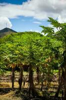 se av en papaya odling och de majestätisk bergen på de område av valle del cauca i colombia foto