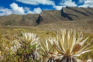 skön landskap av colombianska andean bergen som visar paramo typ vegetation i de avdelning av cundinamarca foto