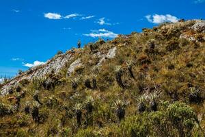 skön landskap av colombianska andean bergen som visar paramo typ vegetation i de avdelning av cundinamarca foto