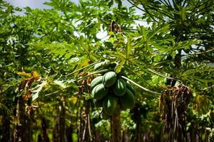papaya odling på de område av valle del cauca i colombia foto