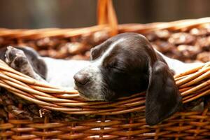 liten valp av de franska pekande hund ras sovande i en korg under de Sol foto