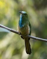 blåskäggig biätare eller nyctyornis athertoni sett i rongtong i väst bengal foto