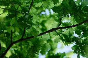 skön färsk vår grön löv av de ek träd på de grenar mot de blå himmel foto