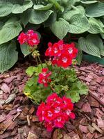 skön pellargonium blomma växande i trädgård. studio Foto