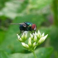 närbild av en grön flyga uppflugen på en blomning druva blomma. foto