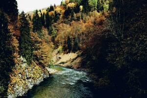 höst skog landskap träd natur färsk luft foto