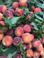 mogna persikor till salu