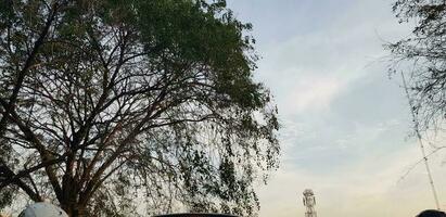 träd med mycket frodig löv och kvistar med blå himmel och vit moln i de bakgrund. foto