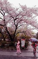 Kyoto, japan på april 8, 2019. människor är gående medan använder sig av paraplyer eftersom den är regnar. foto