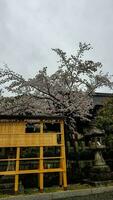 Kyoto, japan i april 2019. ett information styrelse med hyllning till inari taisha srine möte förespråkare namn. foto