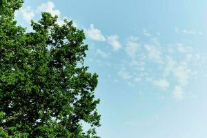 vår blooms av natur, grön ung löv av en träd mot en blå solig himmel foto