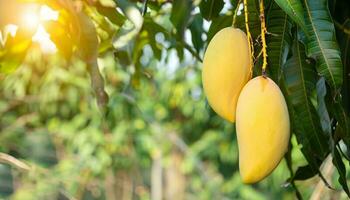 mango frukt hängande på en träd med en rustik trä- tabell foto