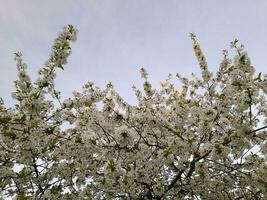 körsbär blommar. vår körsbär blommar. blommig bakgrund foto