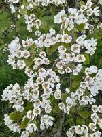 äpple blomma. vår blommor av ett äpple träd. blommig bakgrund foto