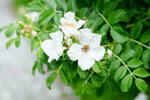 vit jasmin blomma närbild på de gata. blomning jasmin buske foto