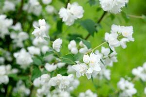 vit jasmin blomma närbild på de gata. blomning jasmin buske mot de bakgrund av grön gräs foto