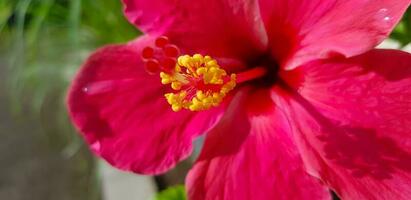 skön stänga upp av rosa blomma rosa manda eller manda blanchetii en dc, eller apocynaceae eller kembang sepatu foto
