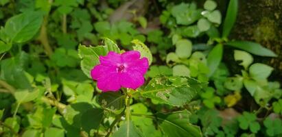 upptagen lizzie impatiens walleriana också känd som balsam, sultana eller impatiens i Asien foto