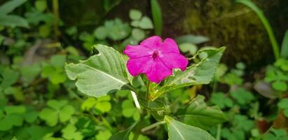 upptagen lizzie impatiens walleriana också känd som balsam, sultana eller impatiens i Asien foto