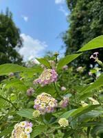 kullar träd blomma tillsammans naturlig foto