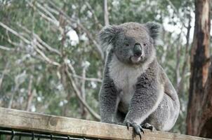 ung grå koala ser till de vänster foto