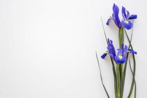 lila iris blommor isolerade vit bakgrund. vackert fotokoncept med hög kvalitet och upplösning