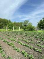 potatisar är vuxen i lantbruk. sängar av ung potatisar. grönsaker skörda. trädgård vår, solig väder. natur och himmel foto