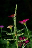 växt spenat frön med insekter bifogad foto