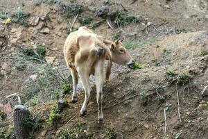 busha ras, små korthornig nötkreatur ko på fri räckvidd bruka foto
