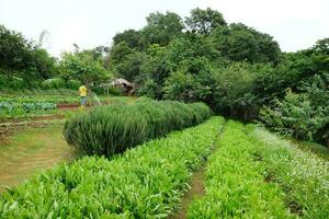 trädgårdsmästare vattning grönska rader växt och blommor lantbruk fält är jordbruksmark växande på de berg på monjam kulle i thailand. foto