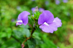 blomning lila vild i de regnskog och dekorativ i tropisk trädgård. foto