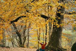 kvinna i höst skog Sammanträde under en träd landskap gul löv modell foto