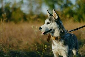 porträtt av en hes hund i natur i de höst gräs med hans tunga fastnar ut från Trötthet in i de solnedgång lycka hund foto