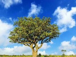 en skön korv träd kigelia africana i de savann av kenya i afrika. foto