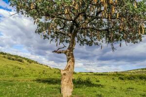 en skön korv träd kigelia africana i de savann av kenya i afrika. foto