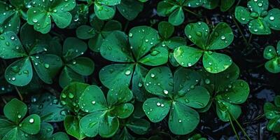 ai genererad. Foto realistisk illustration av topp se grön färsk klöver löv. irländsk symbol. ai generativ. grafisk konst