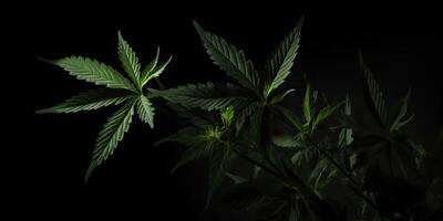 ai genererad. ai generativ. Foto makro skott av realistisk cannabis löv på mörk lynnig svart bakgrund. kan vara Begagnade för medicin befordran eller grafisk design. grafisk konst