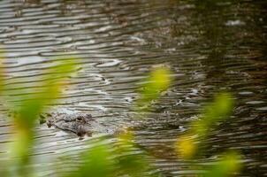 alligator simning mot du foto
