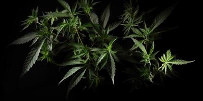 ai genererad. ai generativ. Foto makro skott av realistisk cannabis löv på mörk lynnig svart bakgrund. kan vara Begagnade för medicin befordran eller grafisk design. grafisk konst