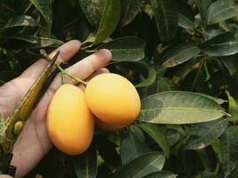 asiatisk bruka man är kontroll hans sur och ljuv frukt kallad marian plommon eller thai plango eller marian mango, av plommon mango i hans utomhus frukt trädgård foto