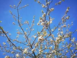 vit körsbärsblomning mot en blå himmel foto