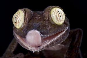jättebladstjärtad gecko uroplatus fimbriatus foto