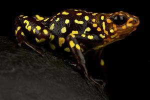 harlekin gift dart groda oophaga histrionica foto