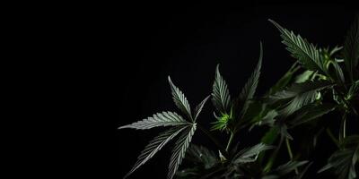 ai genererad. ai generativ. Foto makro skott av realistisk cannabis löv på mörk lynnig svart bakgrund. kan vara Begagnade för medicin befordran eller grafisk design. grafisk konst