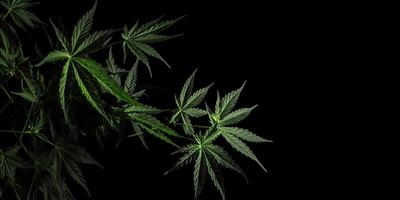 ai genererad. ai generativ. Foto makro skott av realistisk cannabis löv på mörk lynnig svart bakgrund. kan vara Begagnade för medicin befordran eller grafisk design. grafisk konst