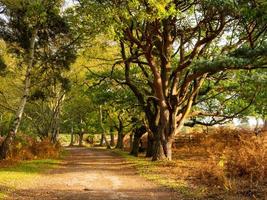 spår genom skogen vid skipwith gemensamma norra yorkshire england foto