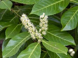 vita blommor och gröna blad på en laurelbuske foto