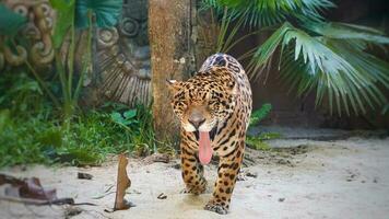 de bengal tiger fastnat ut dess tunga och gäspade. bengal tiger på bali safari parkera foto
