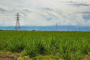 elektrisk nätverk och socker sockerrör fält på valle del cauca område i colombia foto
